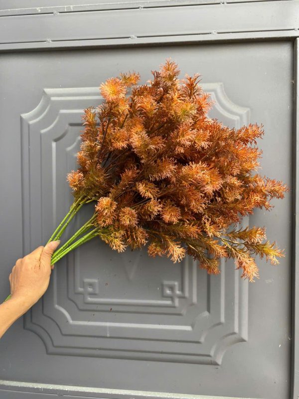 Rong tròn các loại - Ảnh 2