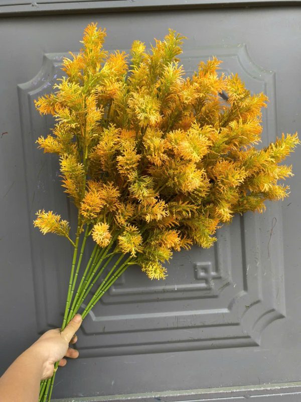 Rong tròn các loại - Ảnh 4